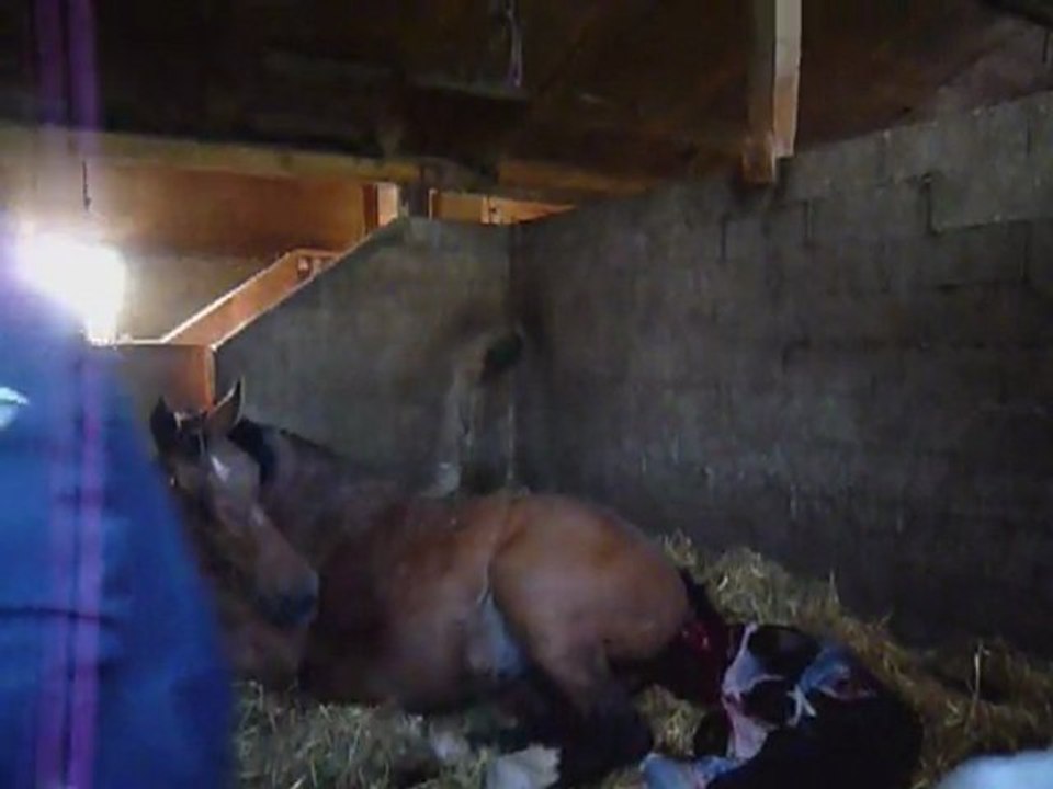 Naissance de Cash Cyonne Z par Chippendale Z et Iro
