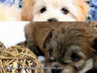 What To Search For In A High-Quality Weight Loss Dog Food