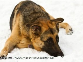 What To Search For In A High Quality Diet Dog Food