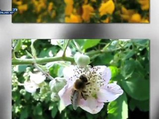 Alsace: la transhumance des abeilles