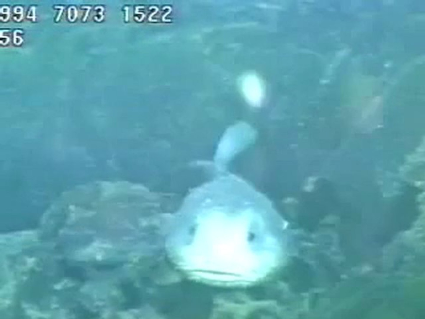 Blobfish - Video Dailymotion
