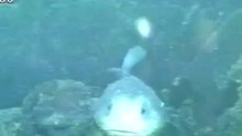 Blobfish