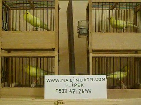 kanarya canari malinois waterslager