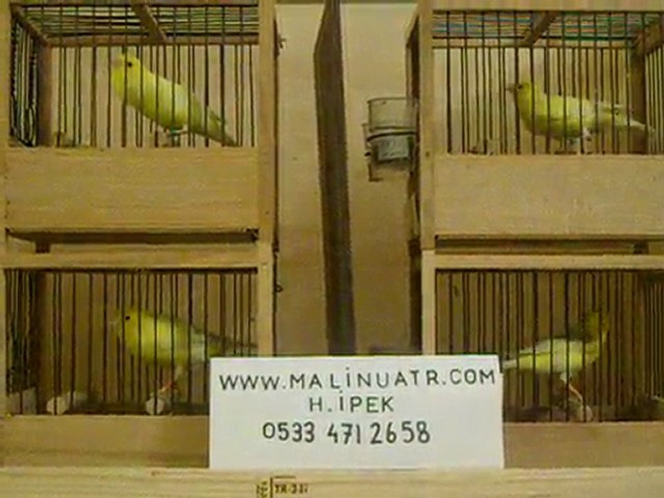 kanarya canari malinois waterslager