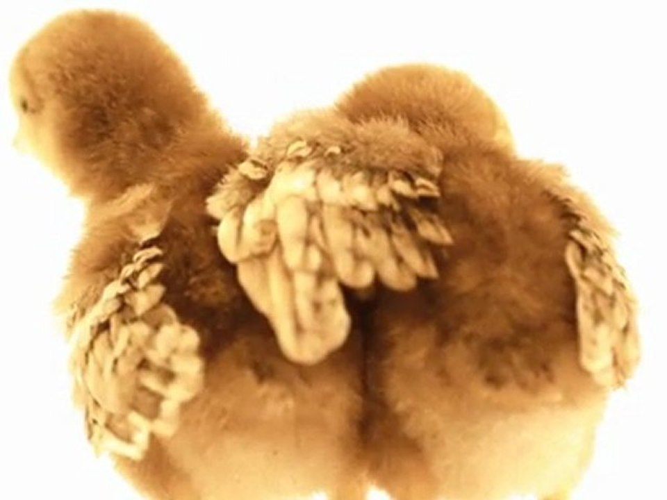 Activities for Toddlers, Easter eggs, Adventure book, parenting, Hop, bunnies, kids