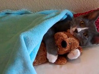 chaton et nounours dodo