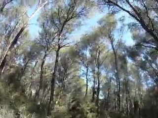 Salvem la Savina Litoral  Bosc de la Marquesa