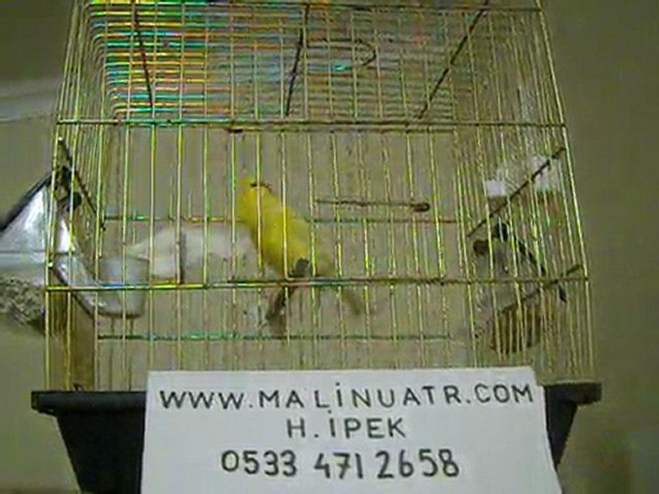 kanarya canari malinois waterslager 54