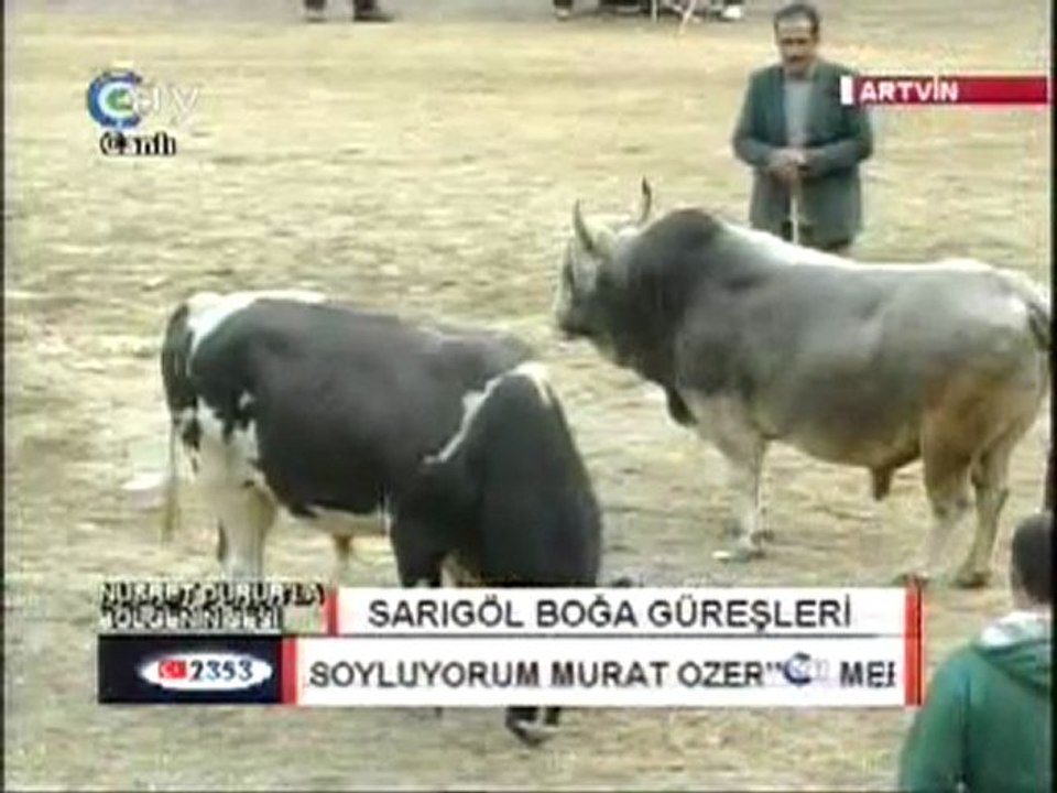 Yusufeli Sarıgöl Boğa Güreşleri 2011 Video-1-www.artvinliyiz.net