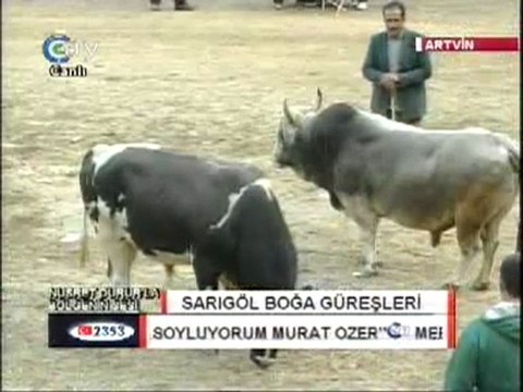 Yusufeli Sarıgöl Boğa Güreşleri 2011 Video-1- artvinliyiz.net