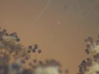 Stentor amethystinum