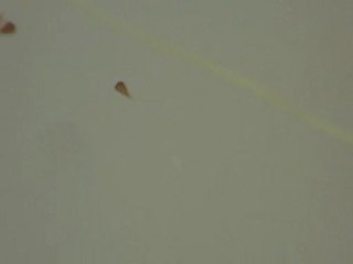 Stentor amethystinum, nage