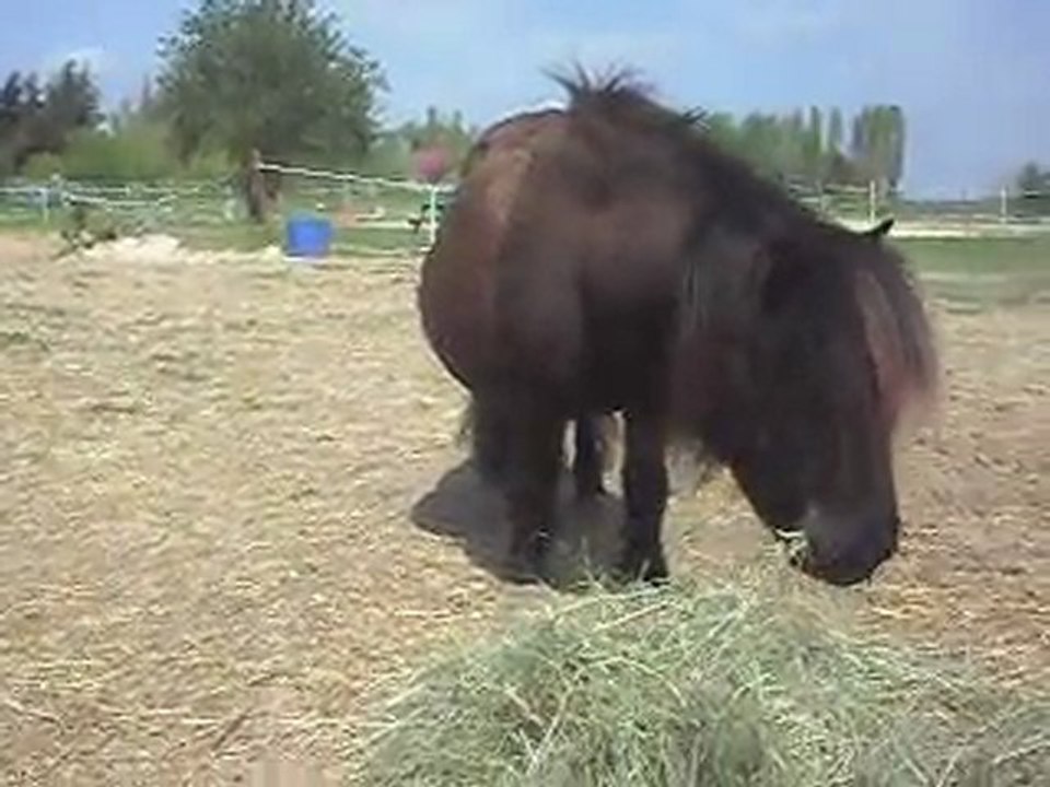 Réglisse, pleine de Mustang le 08/04/2011. SDC10504