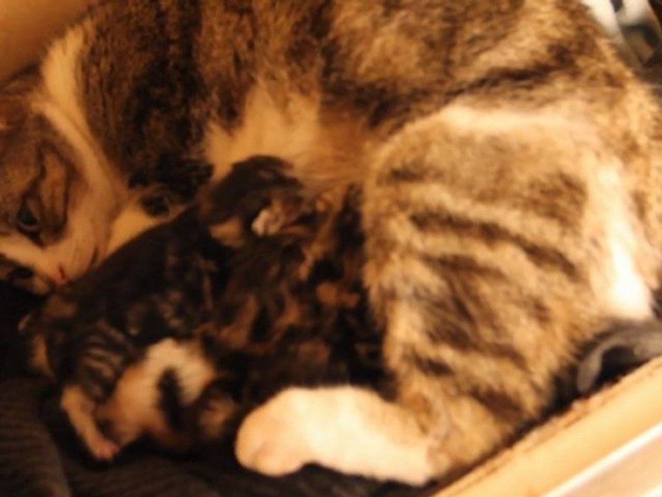 Stickie family
