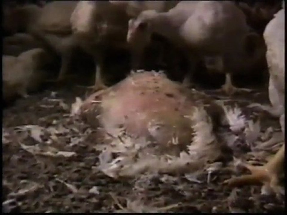 Al Sharpton Preaches Compassion for Chickens