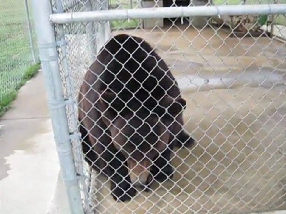 Ben The Bear