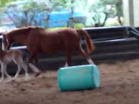 Première foulées de galop