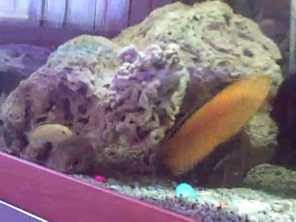 Video0032