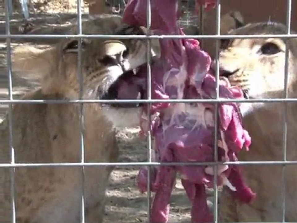 Soldaten retten Löwenbabys in Somalia