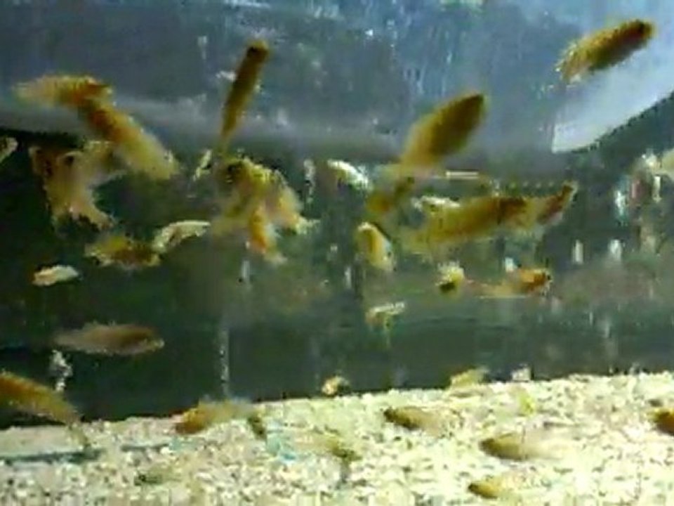 SP yavrulari2