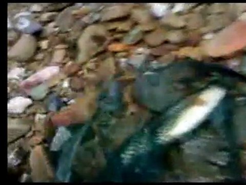 truite au vairon manié