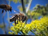 Boise Bee Removal, Swarm Removal in Boise