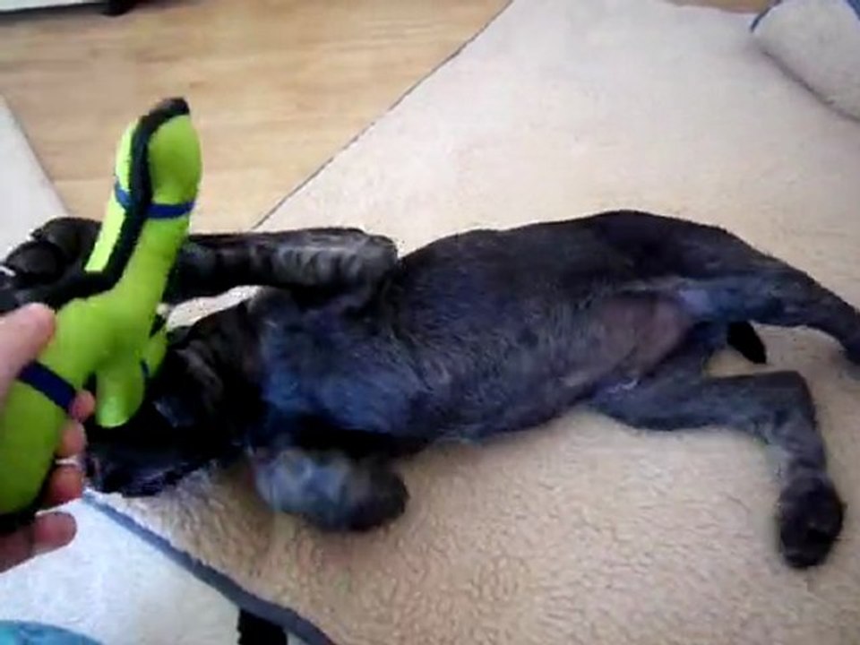 09/04/2011 : Choupa qui joue :P'