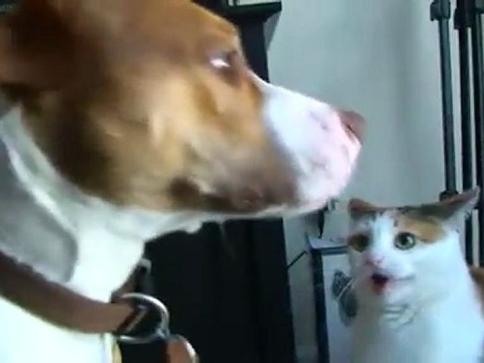 Chat vs Chien
