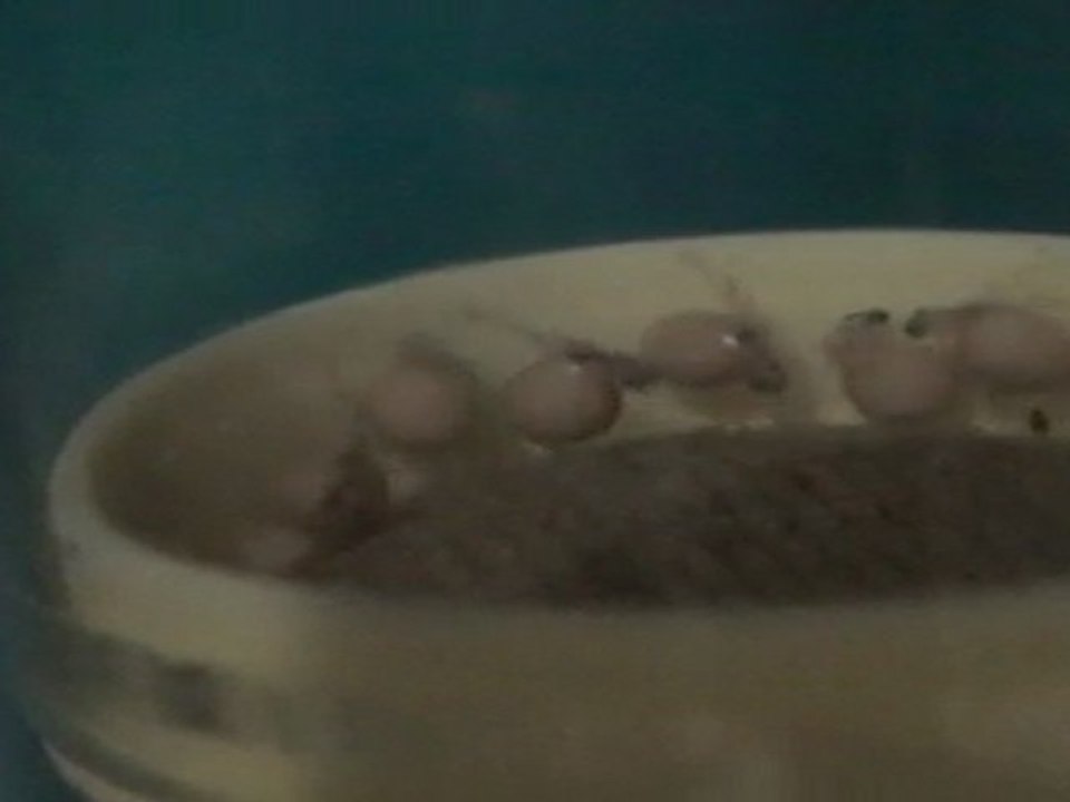 FRONTOSA BLUE ZAİRE KAPAMPA YUMURTALARI    09.04.2011  SAAT:  18.00