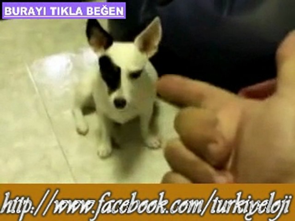 Ölü Numarası Yapan Köpek