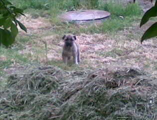 Hasan Saltık'ın Videoları  Sincanlı Raki