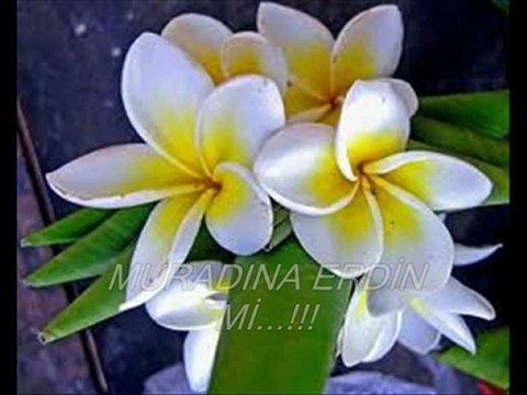 MURADINA ERDİN Mİ..2..!!!DURAK YİĞİT VİDEOSU