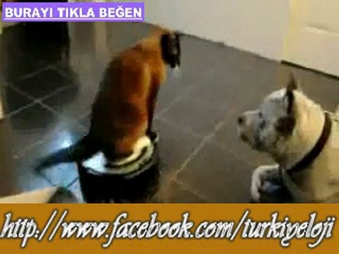 Sevimli Kedinin Oyuncağıyla Köpeğe Hava Atması :)