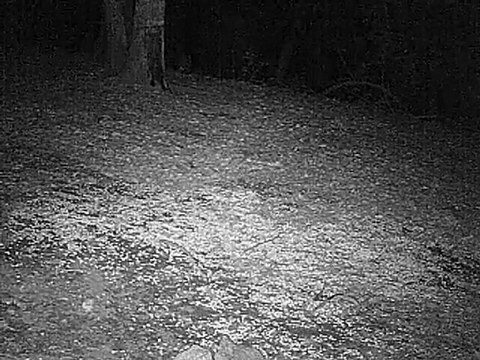 sanglier mefiant en camera infrarouge 1