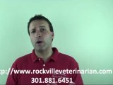Rockville Veterinarian- What To Do With The New Pet