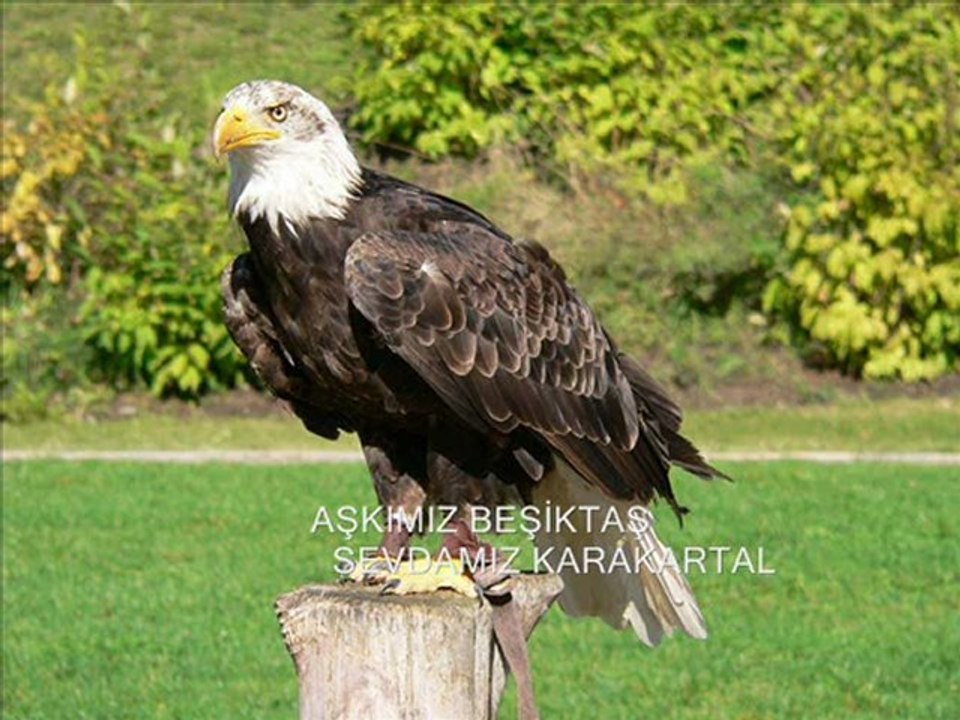 beşiktaş'ım sevmişiz seni