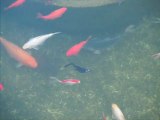 Bassin jardin (Poisson rouge carpe koi esturgeon tortue de floride) exterieur 2