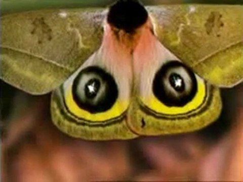 hayvanlarda kamuflaj ve akilci davranislar kelebeklerin kamuflaji