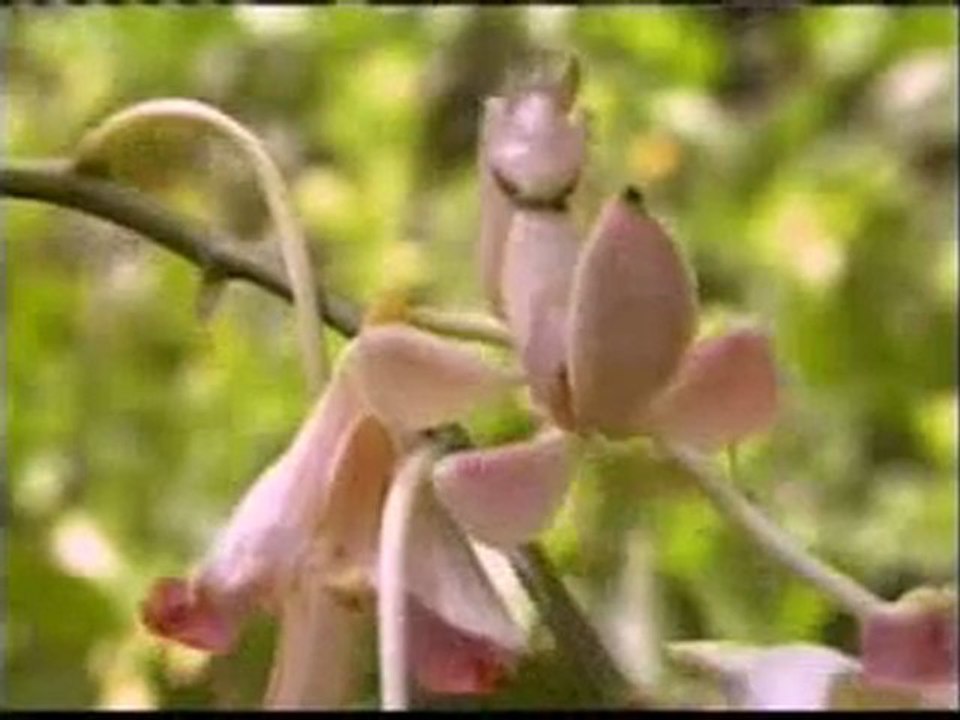 hayvanlarda kamuflaj ve akilci davranislar mentis bocegi kamuflaji