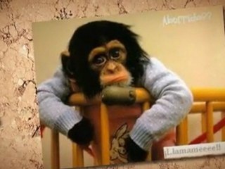 Animoto: Cómo Mejorar Tu Aprendizaje y Superar Obstáculos 📚