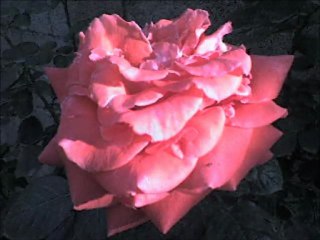 LES ROSES DE MON COEURH