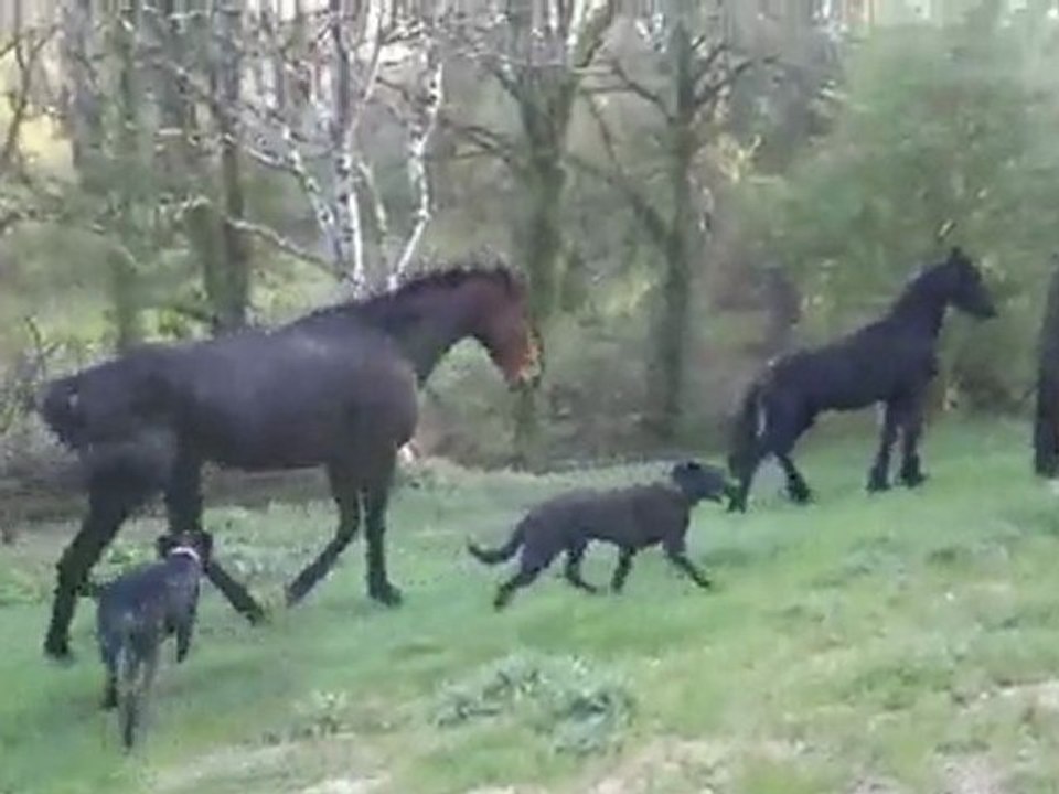 quemil embète alane.mp4