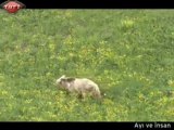 » Ayı Ve Insan