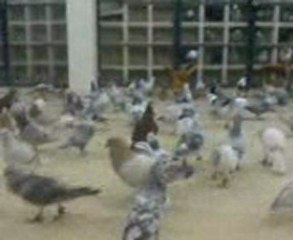 şanlıurfa eyüphan kuşcu kahvesi 2011 www.guvercinurfa.com