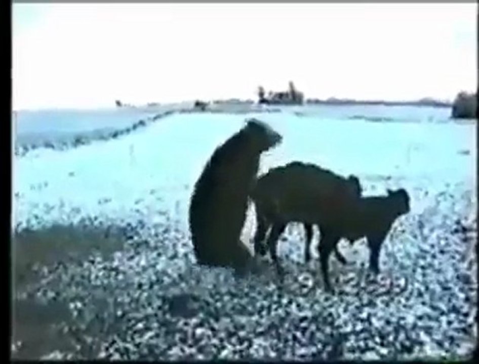 becerksiz öküz