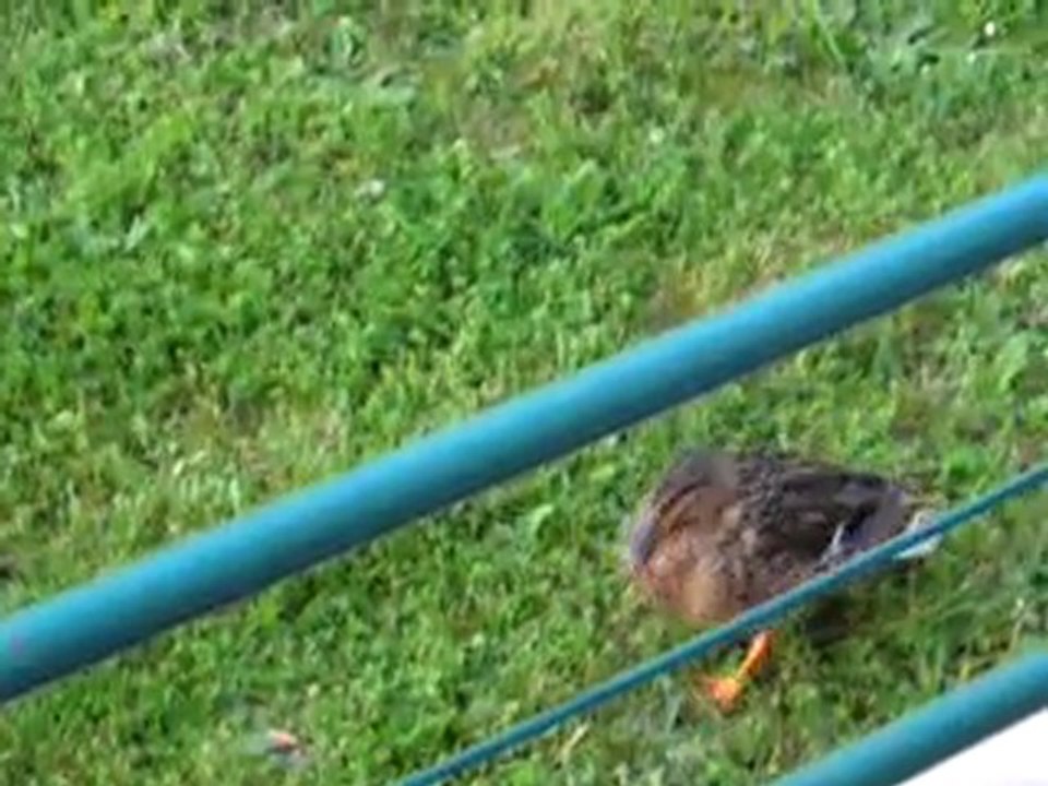 6 canards dans la résidence dimanche 10 avril 2010