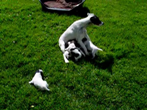 chiots de 17 jours fox terriers poil lisse