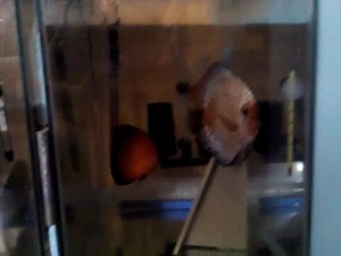 Red Panda - Red Melon Discus Çifti