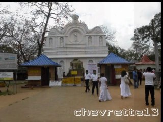 arbre sri maha bodhi