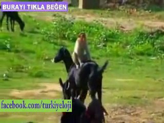 Maymunun Keçi Sevdası xD xD